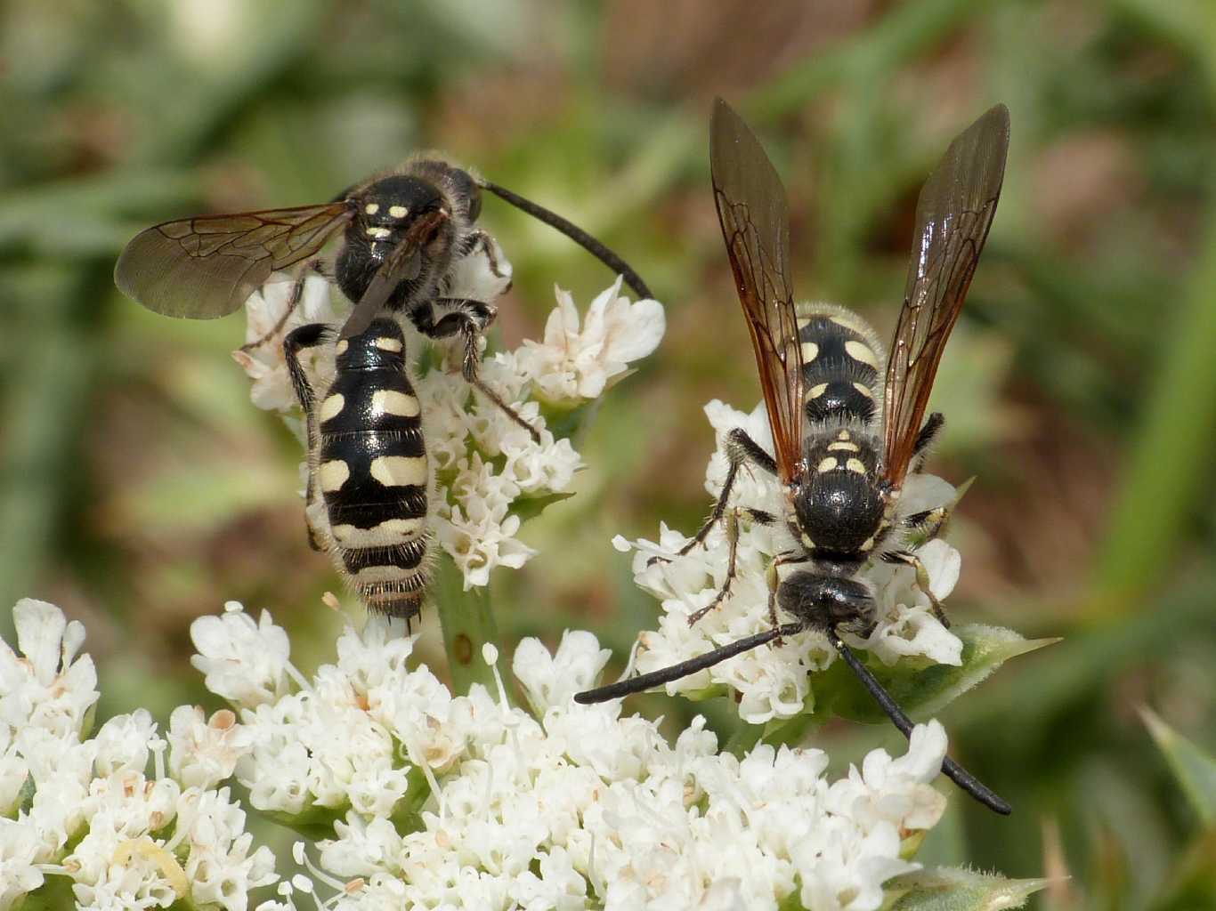 Colpa sexmaculata